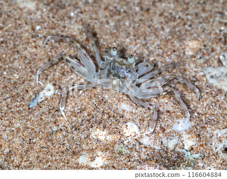 small crab on the beach, night shooting by the ocean small crab on the beach, night shooting by the ocean 116604884