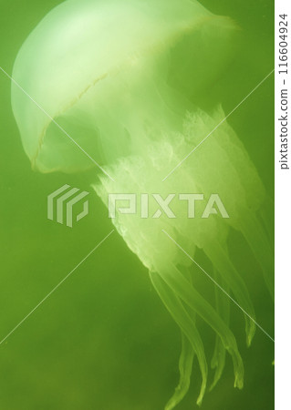Large marine jellyfish, in a natural habitat 116604924