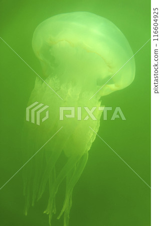 Large marine jellyfish, in a natural habitat 116604925
