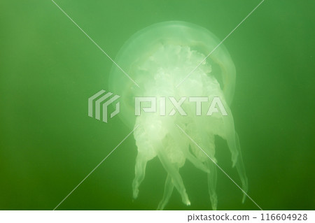 Large marine jellyfish, in a natural habitat 116604928