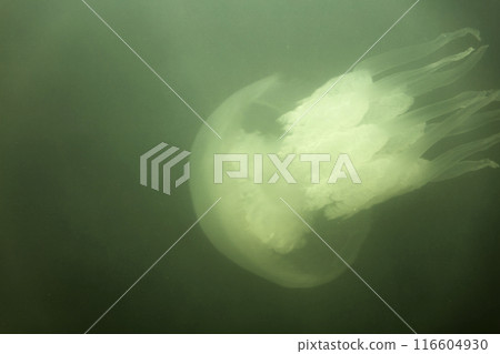 Large marine jellyfish, in a natural habitat 116604930