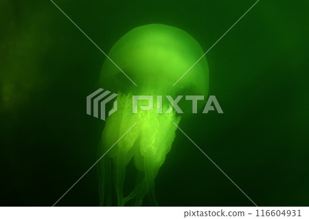 Large marine jellyfish, in a natural habitat Large marine jellyfish, in a natural habitat 116604931