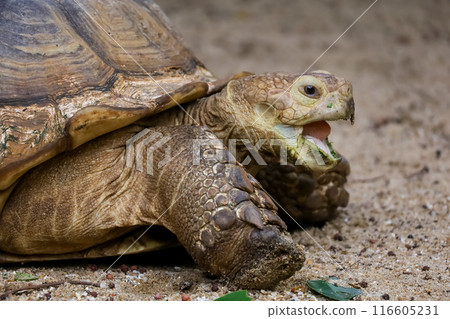 Close up head Sulcata tortoise is open mouth in the garden Close up head Sulcata tortoise is open mouth in the garden 116605231