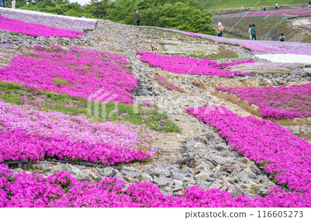 Moss phlox blooming on the hills of Chausuyama Plateau (Aichi Prefecture) Moss phlox blooming on the hills of Chausuyama Plateau (Aichi Prefecture) 116605273