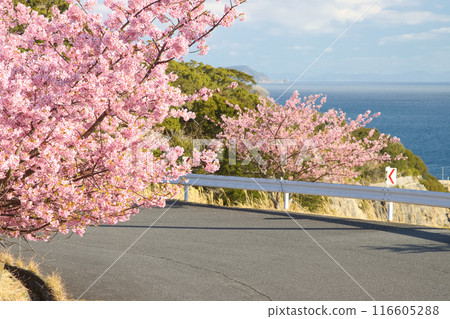 路邊河津櫻花盛開 路邊河津櫻花盛開 116605288