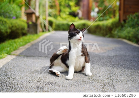 A cat found in a resort area in Bali 116605290