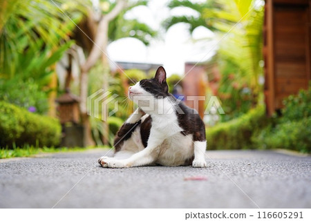 A cat found in a resort area in Bali 116605291