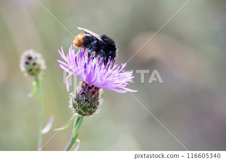 Close-up of a bee on a purple flower with a soft, blurred background 116605340