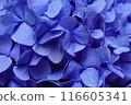 藍紫色繡球花花瓣（特寫） 116605341