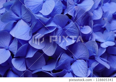 藍紫色繡球花花瓣（特寫） 116605341