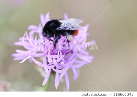 Close-up of a bee on a purple flower with a soft, blurred background 116605342