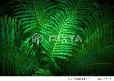 Lush Green Ferns. Vibrant green fern leaves in a forest 116605343