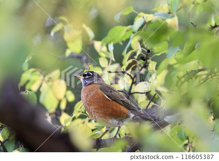 小畫眉棲息在樹枝上 116605387