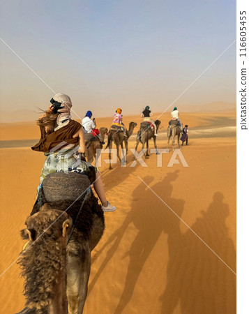Camel ride through the Sahara Desert in Merzouga, Morocco at dusk Camel ride through the Sahara Desert in Merzouga, Morocco at dusk 116605455