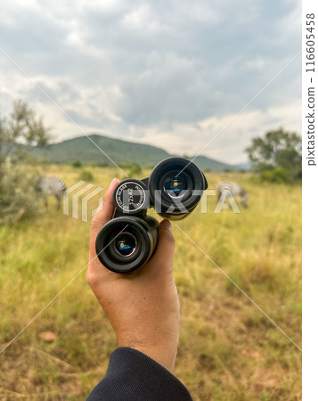 Hands holding binoculars on African safari 116605458