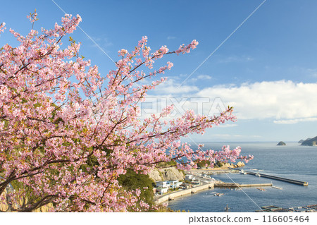 Kawazu cherry blossoms and fishing port Kawazu cherry blossoms and fishing port 116605464