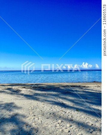 Cobalt blue sea and white sand beach ① 116605578