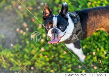 Boston Terrier 116605591