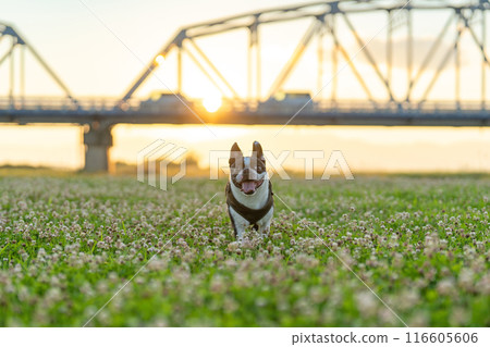 Boston Terrier Boston Terrier 116605606