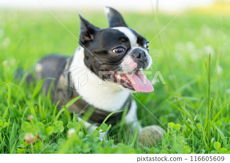 Boston Terrier 116605609