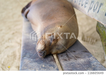 Wild seal sleeping on a bench 116605649