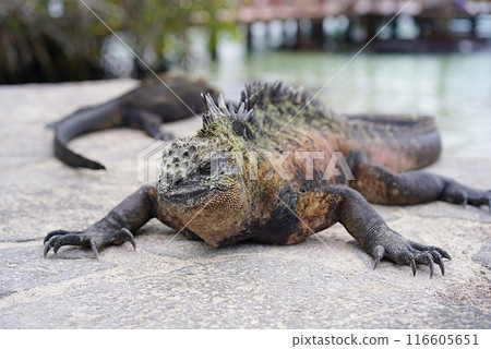 Big wild iguana 116605651