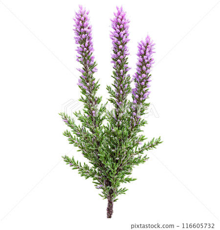 Heather Bush low growing shrub with tiny scale like leaves and spikes of purple flowers Heather Bush low growing shrub with tiny scale like leaves and spikes of purple flowers 116605732