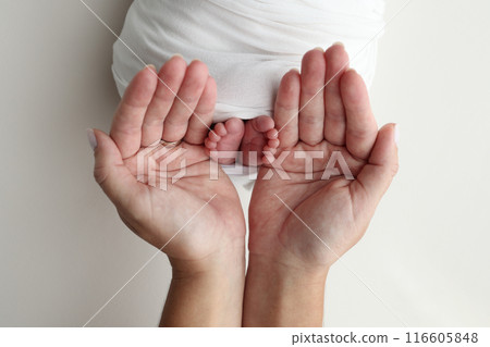 The palms of the parents. A father and mother hold the feet of a newborn child in a white blanket on a white background.. The feet of a newborn in the hands of parents. Photo of foot, heels and toes The palms of the parents. A father and mother hold the feet of a newborn child in a white blanket on a white background.. The feet of a newborn in the hands of parents. Photo of foot, heels and toes 116605848