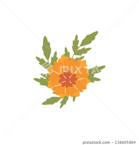 Orange marigold flower with leaves flat vector icon, blossom beautiful plant, floral design element, tagetes erecta herb 116605864