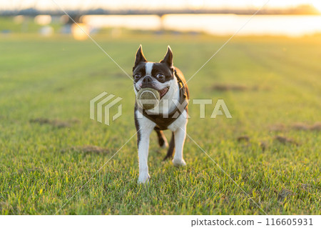 波士頓梗犬玩球 波士頓梗犬玩球 116605931