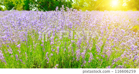 Lavender flower close up in a field and blue sky background. Wide photo. Lavender flower close up in a field and blue sky background. Wide photo. 116606259
