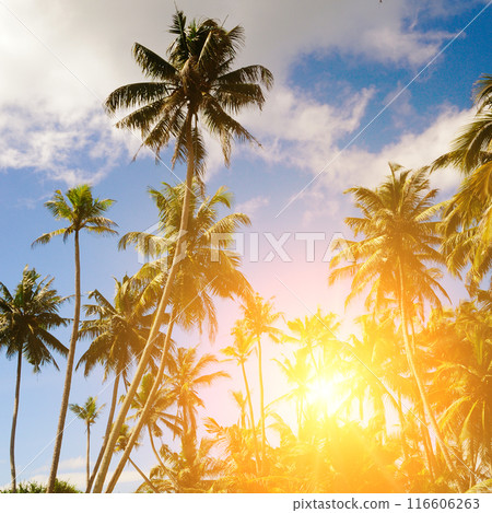 Coconut palm trees on colorful sun. 116606263