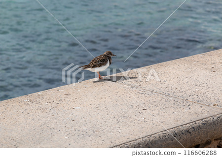 Bird on a fence at the coast of Atlantic ocean, Spain 116606288