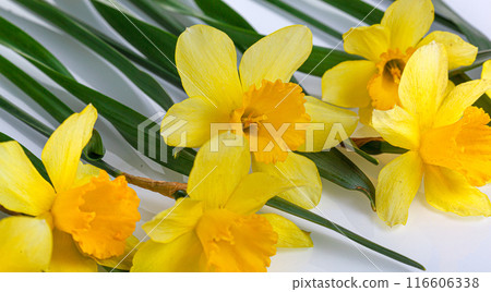 beautiful yellow flowers daffodils on a white background beautiful yellow flowers daffodils on a white background 116606338