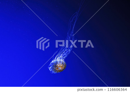 macro photography underwater northern sea nettle or brown jellyfish jellyfish 116606364