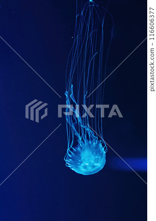 Macro shot of Chrysaora quinquecirrha underwater Macro shot of Chrysaora quinquecirrha underwater 116606377