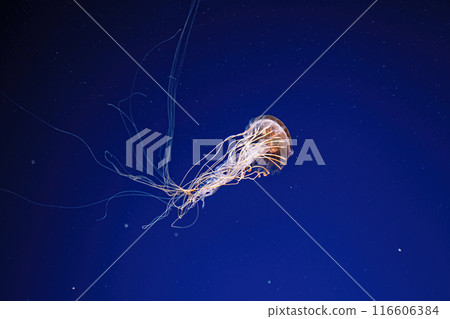 macro photography underwater northern sea nettle or brown jellyfish jellyfish macro photography underwater northern sea nettle or brown jellyfish jellyfish 116606384
