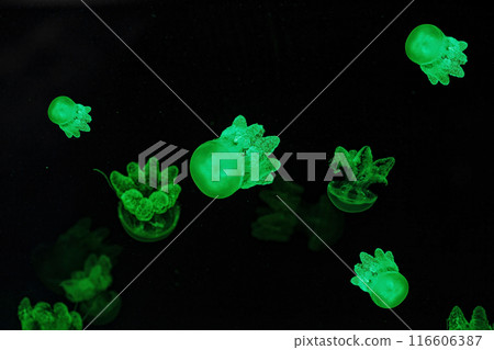 Shooting macro Lychnorhiza lucerna underwater Shooting macro Lychnorhiza lucerna underwater 116606387