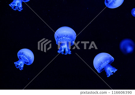 Shooting macro Jellyfish Spotted Lagoon underwater 116606390