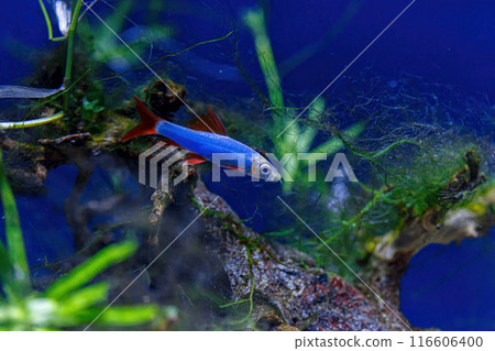 Underwater shot of a fish labeo frenatus glofish 116606400