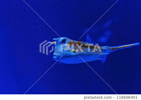 Underwater shot of fish Lactoria cornuta Underwater shot of fish Lactoria cornuta 116606401
