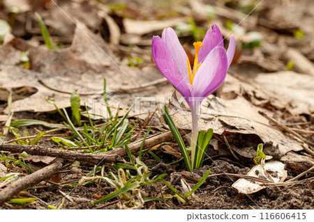Purple beautiful blooming crocuses in spring against the background of grass 116606415
