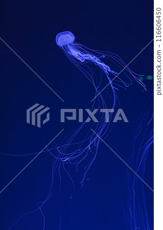 underwater shot of beautiful Chrysaora quinquecirha underwater shot of beautiful Chrysaora quinquecirha 116606450