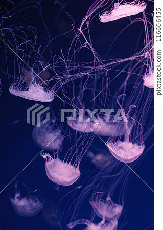 underwater shooting of beautiful Chrysaora lactea 116606455