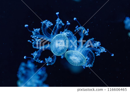 underwater shot of a beautiful Australian Spotted Jellyfish underwater shot of a beautiful Australian Spotted Jellyfish 116606465