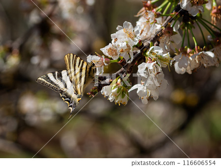Cherry Blossom Tranquility 116606554