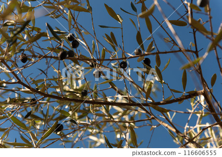 Olive Close-Up 116606555