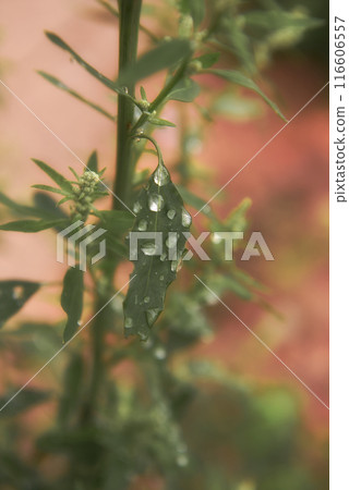 A clump of alfalfa leaves with raindrops 116606557
