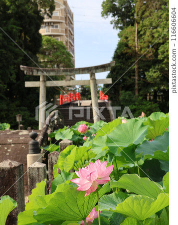 伊賀八幡神社與蓮花 伊賀八幡神社與蓮花 116606604