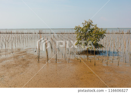 Mangrove kindergarten preserve area seedlings sprouts mangrove forest. Thailand Mangrove kindergarten preserve area seedlings sprouts mangrove forest. Thailand 116606827
